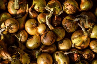 Toptan taze soğanlar, güneşte kurutulmuş, yakın plan.