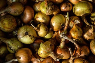 Toptan taze soğanlar, güneşte kurutulmuş, yakın plan.