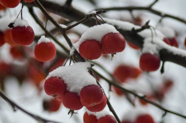 Pencerenin dışında, ilk karın altında bir dalın üzerinde vahşi bir Ranetki.