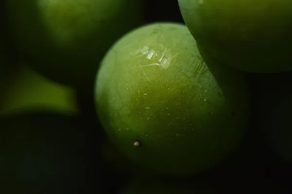 Unripe Large Green Grapes Bush — Stock Photo, Image