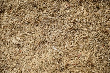 Yazın güneşli bir günde kuru çimenler