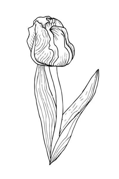 Flor de tulipa gráfica com folhas longas para design —  Vetores de Stock
