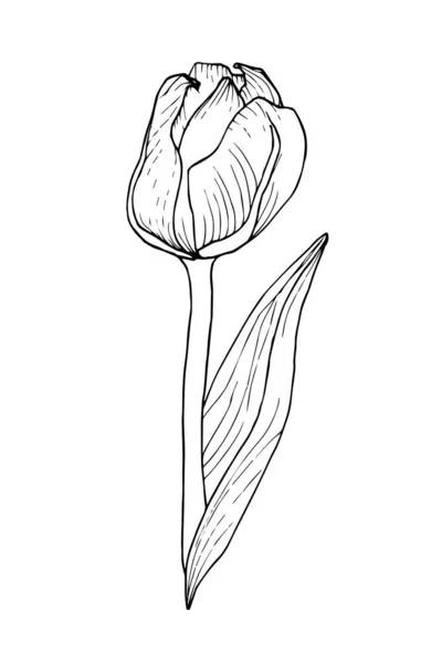 Flor de tulipán gráfico con hojas largas para el diseño — Vector de stock