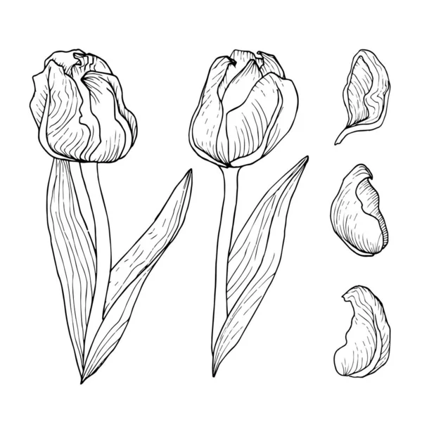 Flor de tulipán gráfico con hojas largas para el diseño — Archivo Imágenes Vectoriales