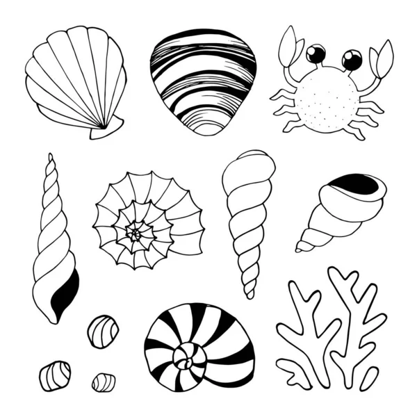 Farklı Karadeniz kabukları ve yengeçleri.