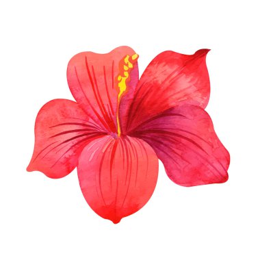 Suluboya Hibiscus. Pembe Çin gülü. Çiçek açan