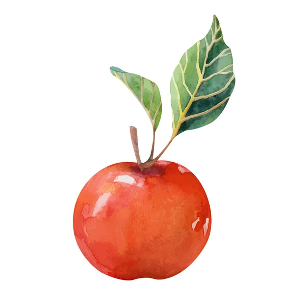 Akvarell moget rött äpple isolerad på vit bakgrund — Stock vektor
