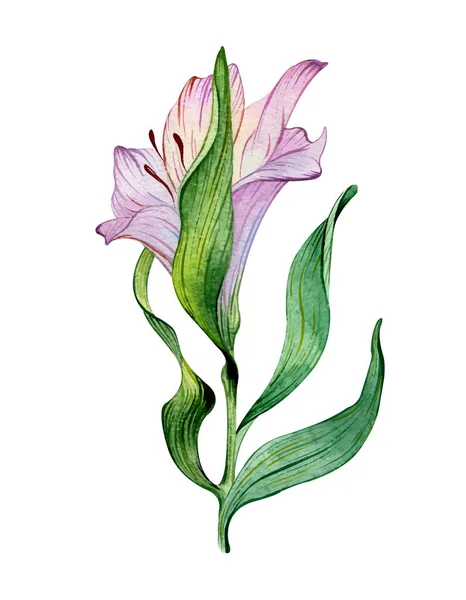 Watercolor flower - green leaves and purple alstroemeria composition on white background — Vetor de Stock
