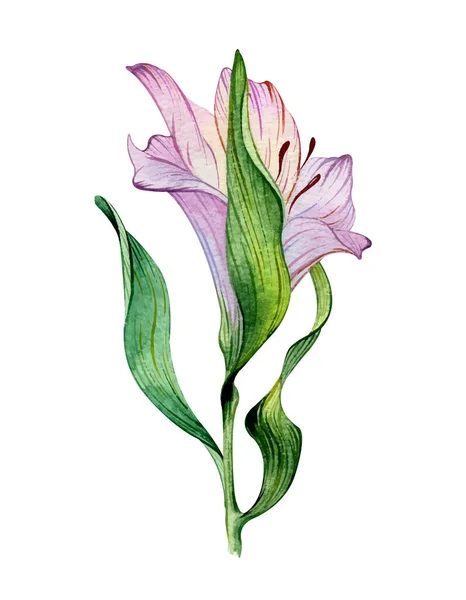 Watercolor flower - green leaves and purple alstroemeria composition on white background — Vetor de Stock
