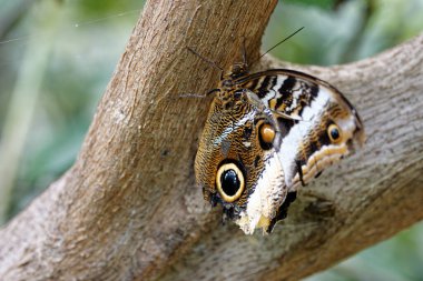 Hollanda 'da bir hayvanat bahçesinde kelebek.
