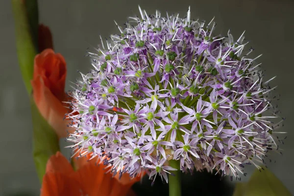 A beautiful flower in our zoo in the Netherlands. this photo is make in a zoo in the Netherlands near Arnhem.