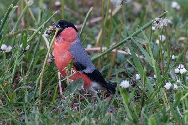 A beautiful bird in a garden in Germany. This photo is make in a holiday Parc in Germany near the dutch border.