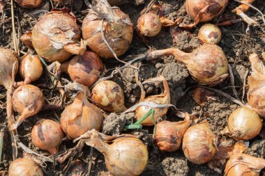 Hollanda 'da yerde soğanlar kuruyor. Hollanda, Zeeland 'deki sendikalardan yüksek kaliteli fotoğraf..