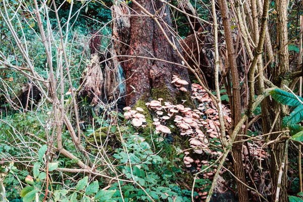 Mushrooms in a forrest in the Netherlands. High quality photo from a lot of mushrooms in the middle of the Netherlands.