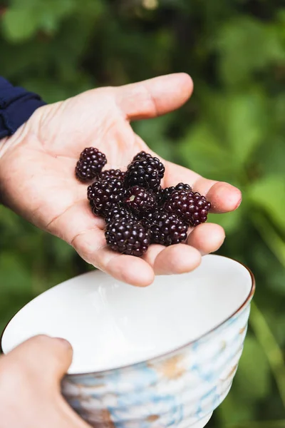 Mans hands holding a bowl full of black raspberries. Vegan. Copy space — стоковое фото