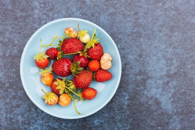 wild strawberries with their leaves and stems over a blue background. Copy space