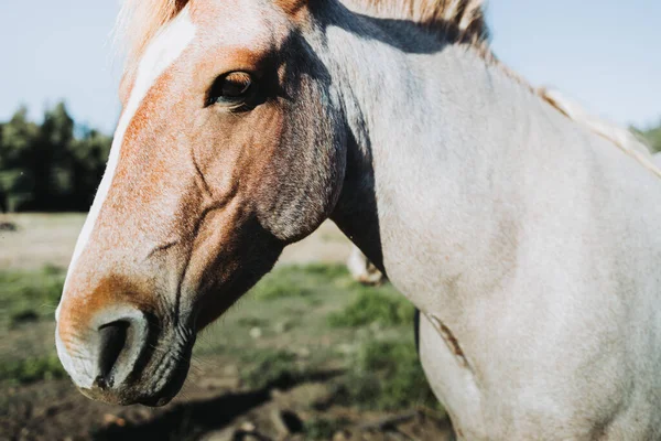 Close up de belo cavalo chileno branco e marrom em pé no meio do campo. — Fotografia de Stock