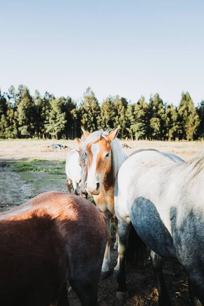 Belos cavalos chilenos brancos e castanhos, em pé e esperando para ser acariciado. Exploração educativa — Fotografia de Stock