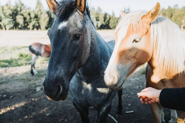 Güzel gri ve kahverengi Şili atları, ayakta ve okşanmayı bekliyorlar. Eğitim çiftliği — Stok fotoğraf
