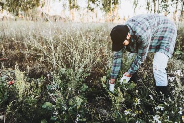 Genç bir çiftçi çiftliğin ortasında bahçe eldivenleriyle yabani otları ayıklıyor. Tarım sürdürülebilirliği.