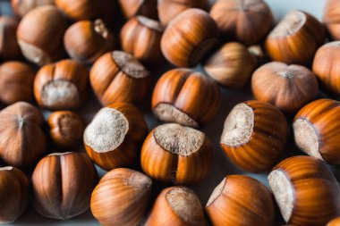 Avrupa fındığı geçmişi var. Corylus avellana dokusu. Yüksek kalite fotoğraf