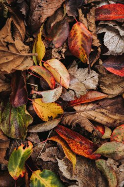 Background of fallen red, yellow and brown leaves. Autumn concept texture. Hello fall. High quality photo