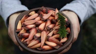 unrecognizable woman holding a clay bowl with chilean pine nuts, araucaria tree fruit. 