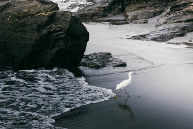 funny heron running from the sea wave on the beach. High quality photo