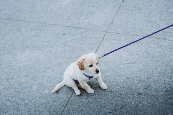 Little Puppy Harness Refuses Walk Park Road High Quality Photo — ストック写真