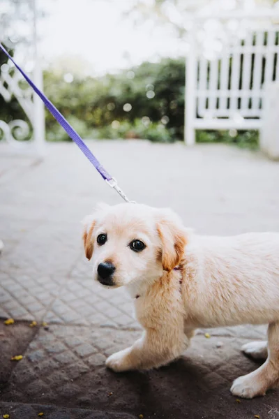 Little Puppy Harness Refuses Walk Park Road High Quality Photo — Fotografia de Stock