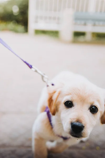 Little Puppy Harness Refuses Walk Park Road High Quality Photo — стоковое фото