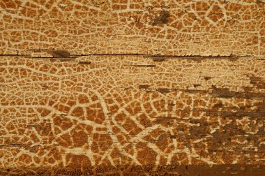 Yakın planda eski bir tahtanın dokusu. Eski model. Eski tahtalar. Soyut model. Arkaplan. 