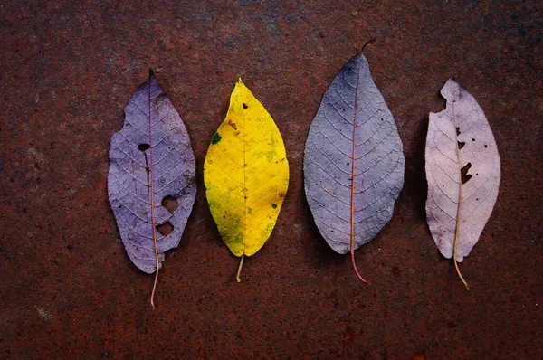 Fundo Folhas Cereja Pássaro Folhagem Outono Amarelo Violeta — Fotografia de Stock