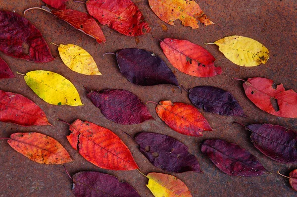 Dynamic Background Autumn Foliage Bird Cherry Foliage Autumn — Stock Photo, Image