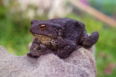 Sıradan kurbağa. Bufo bufo.