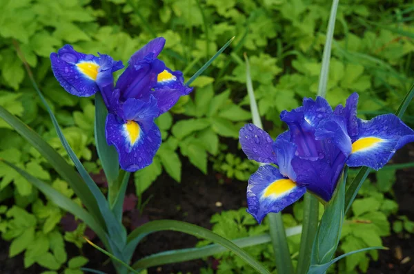 Айрис Квіт Квітка Зблизька Блакитні Квіти Літо — стокове фото