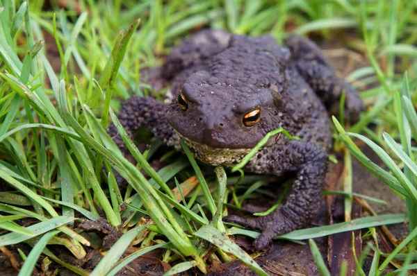 Common Toad Bufo Bufo — Stock Photo, Image