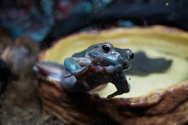 개구리 Litoria Caerulea Cute — 스톡 사진