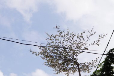 Enine kabloyla soyut ağaç, bulutlu gökyüzü, doku arkaplanı