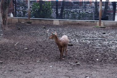 Bawean Deer (Axis kuhlii), Endonezya 'nın Bawean Adası' nda yaşayan bir geyik sürüsüdür.