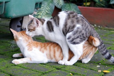 Öğlen parkta sevişen iki kedi.