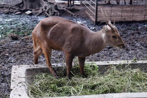 巴温鹿 Bawean Deer Axis Kuhlii 是一种原产于印度尼西亚巴温岛的小鹿 — 图库照片