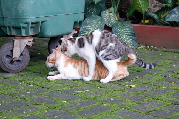 Deux Chats Faisant Amour Dans Parc Midi — Photo