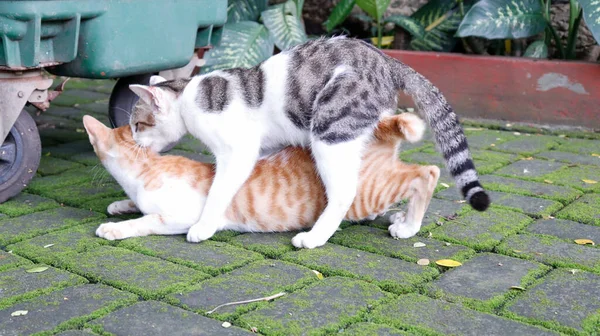 Dois Gatos Fazendo Sexo Parque Meio Dia — Fotografia de Stock