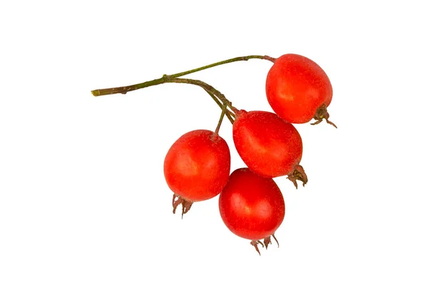 Grappolo Frutti Biancospino Rosso Maturo Isolato Fondo Bianco Isolato Sfondo — Foto Stock