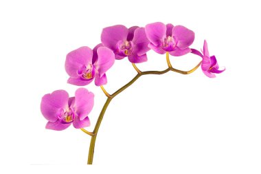 Beautiful blooming branches of pink phalaenopsis orchids isolated on white background.