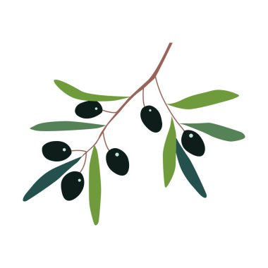 Zeytinli dal. Beyaz arkaplanda vektör rengi çizimi izole edildi. Sosyal ağlar, kartpostallar, reklamlar, baskılar için.