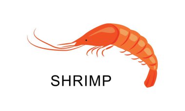 Kabuklu bir karidesin vektör çizimi. Deniz ürünleri. Balık lokantası menüleri, market ve dükkanlarda ambalaj için..