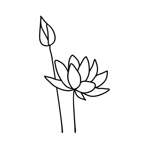 Lotus Květiny Pupenem Stylu Čmáranice Nakresleno Obrysem Bílém Pozadí Vektorová — Stockový vektor