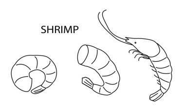 Hazır ol. Karides şeklinde taze karides. Vektör illüstrasyonu, beyaz arkaplanda bir çizimle çizilmiş. Deniz ürünleri logosu, restoranlar, menü için.